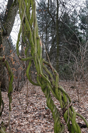 Climbing Twisted Liana on a tree in the forest in early springの写真素材