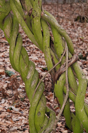 Climbing Twisted Liana on a tree in the forest in early springの写真素材