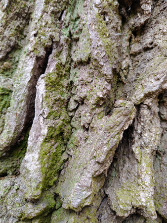 Old tree bark covered with green moss for backgroundの写真素材