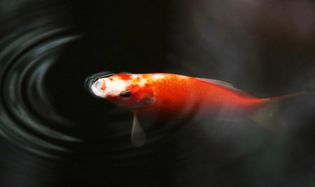 A big goldfish swims in black water