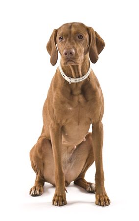 Beautiful female Hungarian Vizsla. Isolated on white background.の写真素材