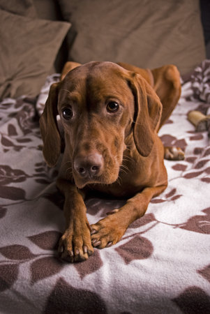 A Hungarian Vizsla on sofa staring at camera.