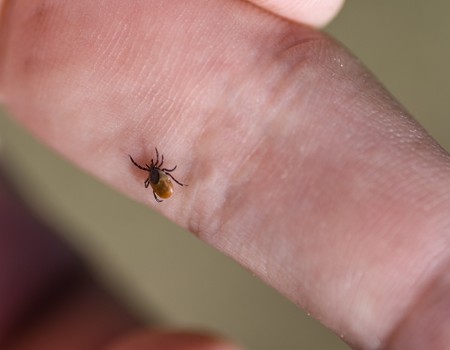 Tick crawling on human finger.の写真素材