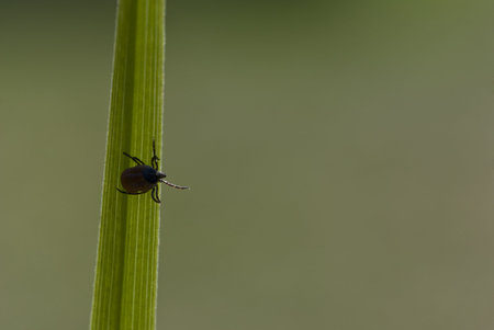 Tick crawling on grass.