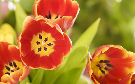 Colorful closeup of red and yellow colored tulips  other flowers blurry on background 