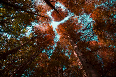 Low angle view of silver birch in a forestの写真素材