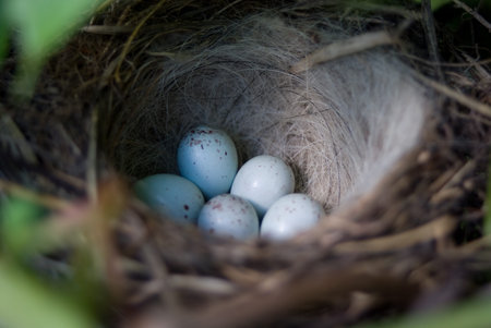 nest