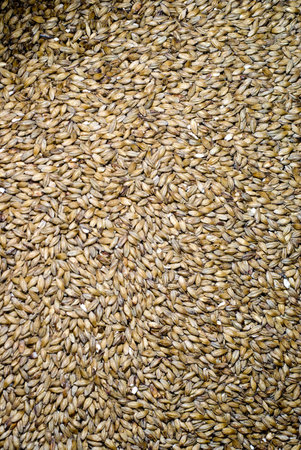 malt