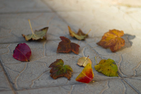 autumn fallen leaves on the floor