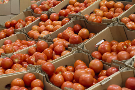 boxes with tomatoes on shelf in store