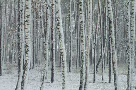 White birch snowy woodland at winter in Russiaの写真素材