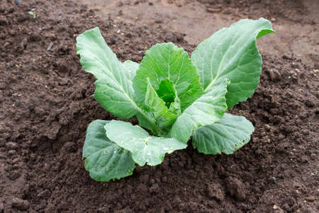Green cabbage growing at the vegetable garden in summertimeの写真素材