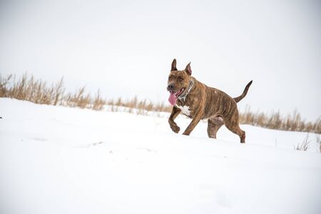 Happy striped American Staffordshire Terrier in the snow, Stafford in winter, running amstaff, jumping, redhead beautiful dog Terrier smiles and fun walks in the nature. AST in the winterの写真素材