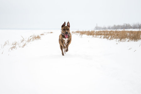 Happy striped American Staffordshire Terrier in the snow, Stafford in winter, running amstaff, jumping, redhead beautiful dog Terrier smiles and fun walks in the nature. AST in the winterの写真素材