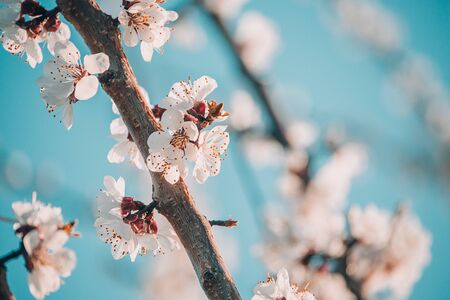White apricot tree flowers close-up. Soft focus. Spring gentle blurred background. Blooming cherry blossom branch. The beginning of the season , the awakening of nature. Copy spaceの写真素材