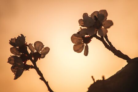 White apricot tree flowers close-up of sunset background. Soft focus. Spring gentle blurred card. Blooming cherry blossom branch. The beginning of season , the awakening of nature.の写真素材