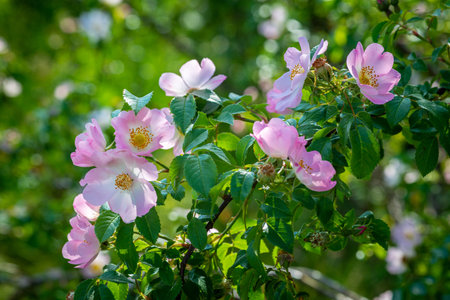 Blooming wild rose Bush. Beautiful pink flowers in the summer forest. Useful medicinal plant for decoction of tea for health.の写真素材