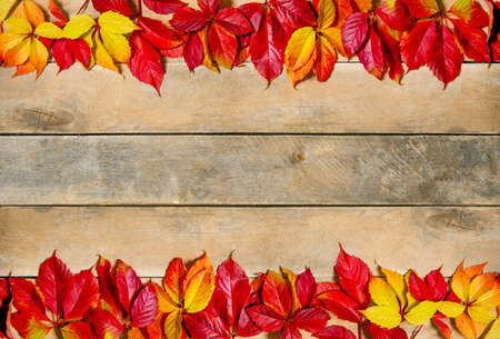 Autumn bright yellow-red leaves on a wooden background. With copy space. Composition of leaves of maiden grapes on a natural table made of boards. Top view. Flatlay.の写真素材