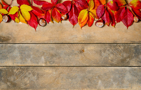 Banner. Autumn bright yellow-red leaves on a wooden background. With copy space. Composition of...