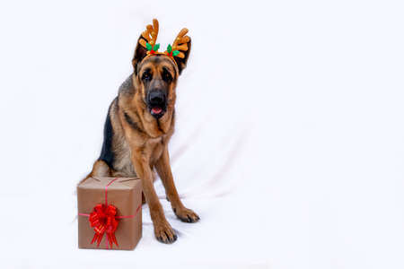 German shepherd in Christmas costume with deer antlers and a gift box. Dog celebrates the new year. Greeting card. Animal on a white isolated background. Space for text. Copy space.の写真素材