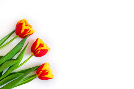 Flowers composition. Springtime red tulip flowers on white background with copy space. Hello Spring. Flat lay, top view. Holiday Greeting Card for Womens Day and Mothers Day.の写真素材