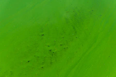 Blue-green abstract background close-up. Water pollution by blooming algae Cyanobacteria is environmental problem. Water bodies, rivers and lakes with harmful algal blooms. Ecology. Polluted nature.の写真素材