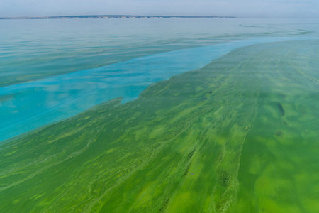 Water pollution by blooming blue-green algae - Cyanobacteria is world environmental problem. Water...