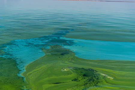 Water pollution by blooming blue-green algae - Cyanobacteria is world environmental problem. Water bodies, rivers and lakes with harmful algal blooms. Ecology concept of polluted nature.の写真素材