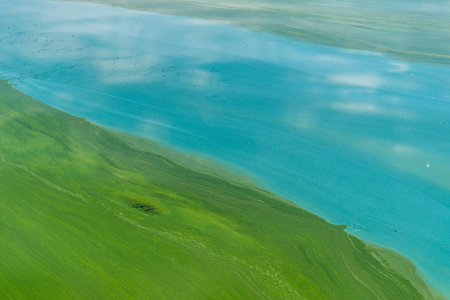 Water pollution by blooming blue-green algae - Cyanobacteria is world environmental problem. Water...