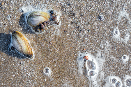 Large and small river shells on a sandy beach. Surf waves with foam bubbles on the water. Sea...