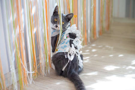 Domestic cat in bandage after surgery at home plays with paw with a curtain. Postoperative dressing. Care of a pet after a cavitary operation. Castration, sterilization. Recovery of animal.の写真素材