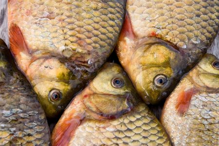 Freshwater fishの写真素材