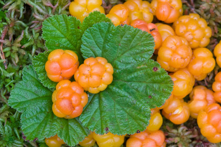 Cloudberry