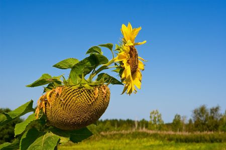Sunflowers on the field behind blue skyの写真素材