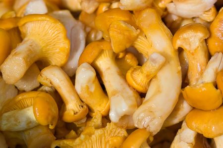 Fresh chanterelle mushroomsの写真素材