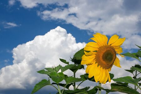 Sunflower against blue skyの写真素材