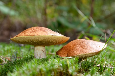 Two mushrooms in the moss - defocused backgroundの写真素材