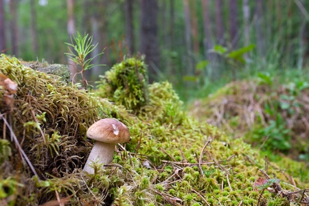 Mushroom  in the mossの写真素材