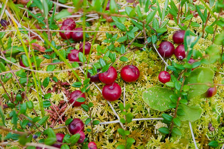 Cranberries in the moss