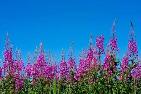 Purple Alpine Fireweedの写真素材