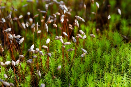 Green moss macro shotの写真素材