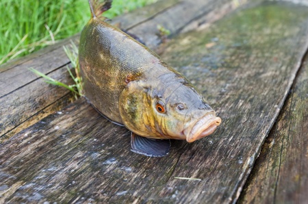 Raw tench on wooden backgroundの写真素材