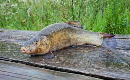 Tench. A fish close upの写真素材