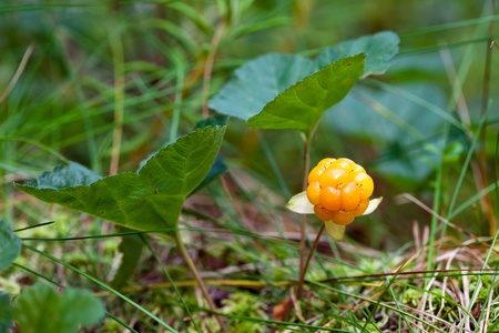 Cloudberry closeup in summer. Fresh wild fruitの写真素材