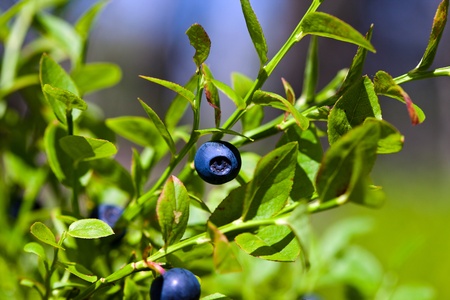 Wild berries on a green vegetative background in woodの写真素材