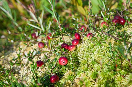Wild cranberries growing in bog, autumn harvestingの写真素材