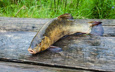 Raw tench on wooden boards. Closeupの写真素材