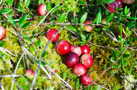Wild cranberries growing in bog, autumn harvesting