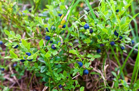 Bush of a ripe bilberry in the summerの写真素材