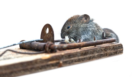 Dead mouse in mousetrap on  white backgroundの写真素材